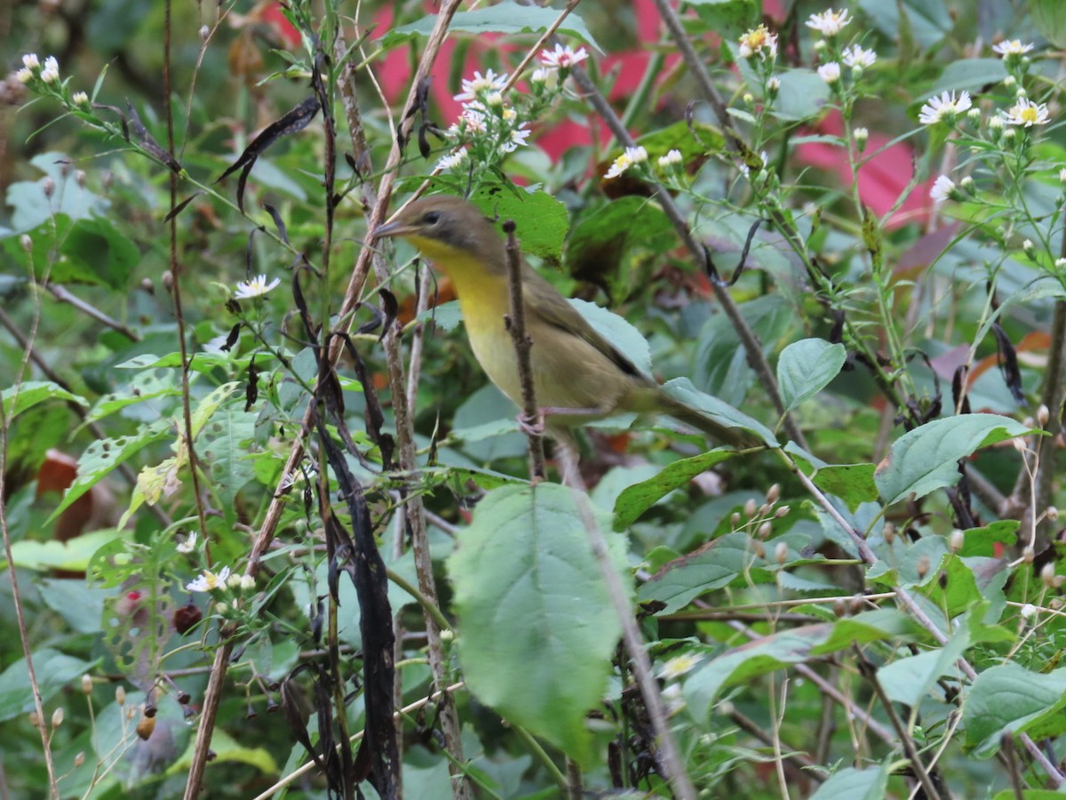 Common Yellowthroat - ML642433166