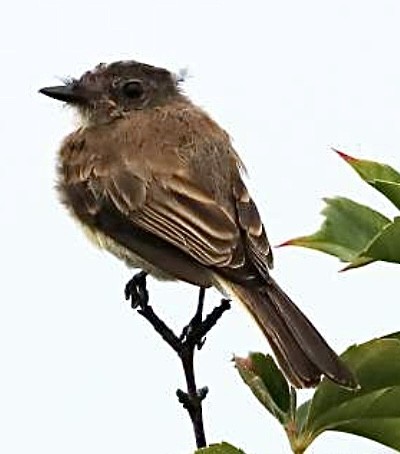 Eastern Phoebe - ML642433170