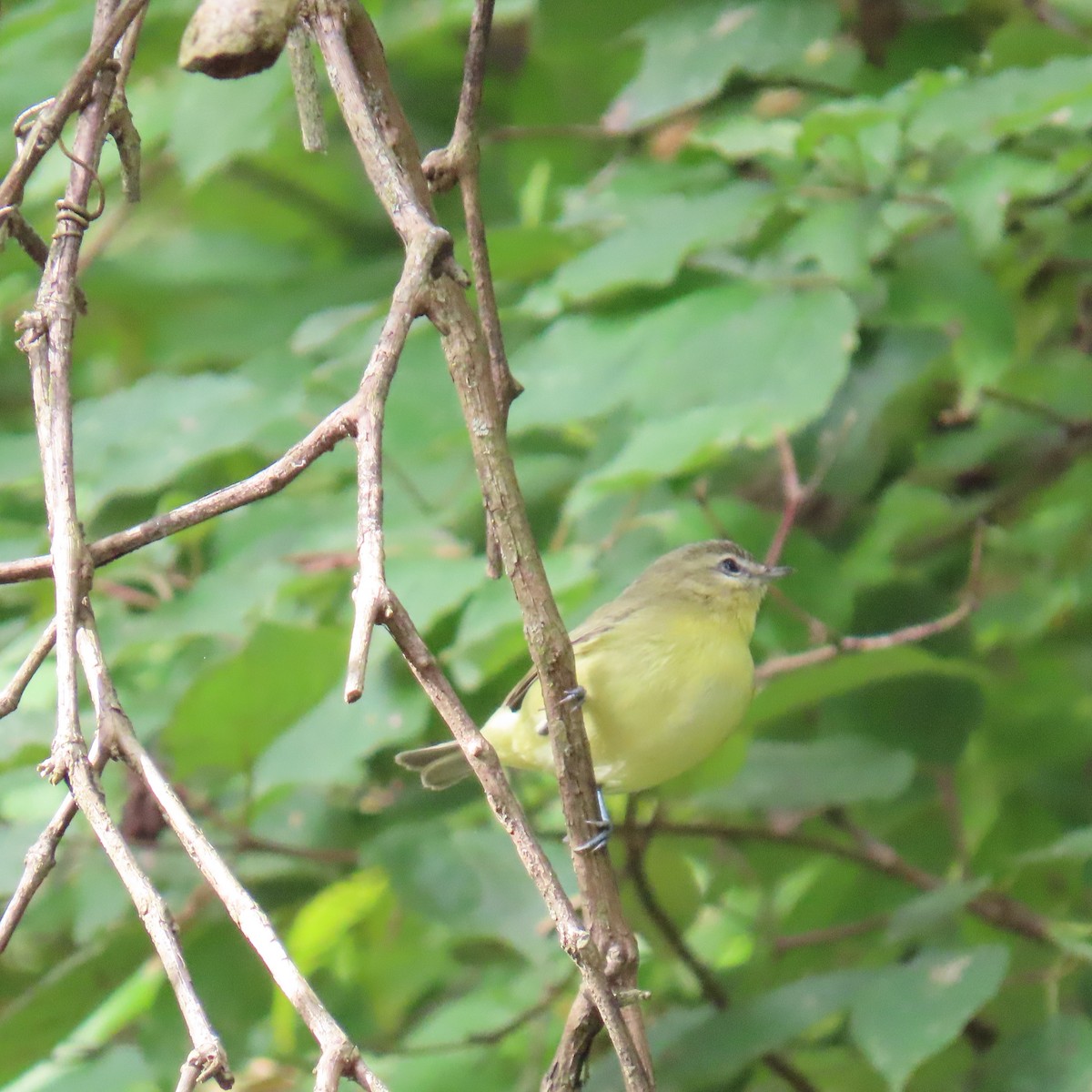 Philadelphia Vireo - ML642433215