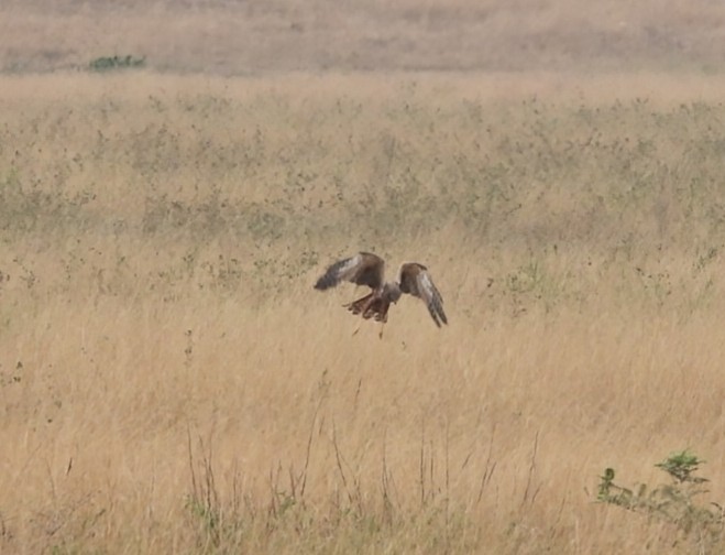 African Marsh Harrier - ML642433221