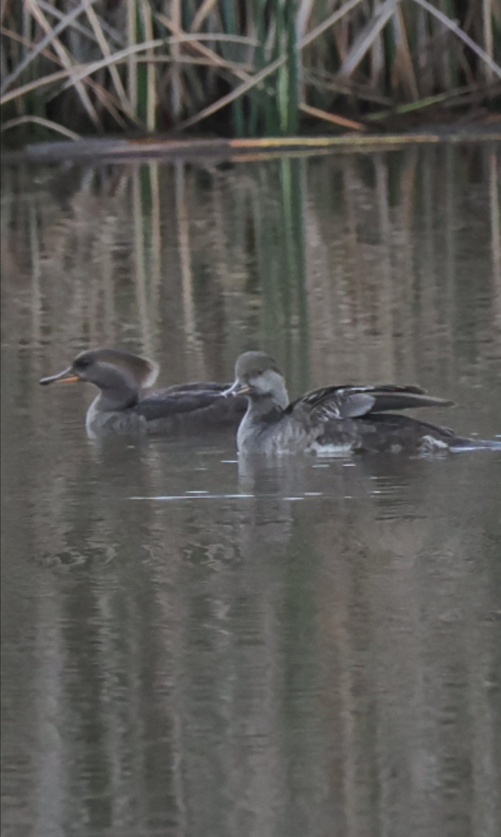 Hooded Merganser - ML642433239