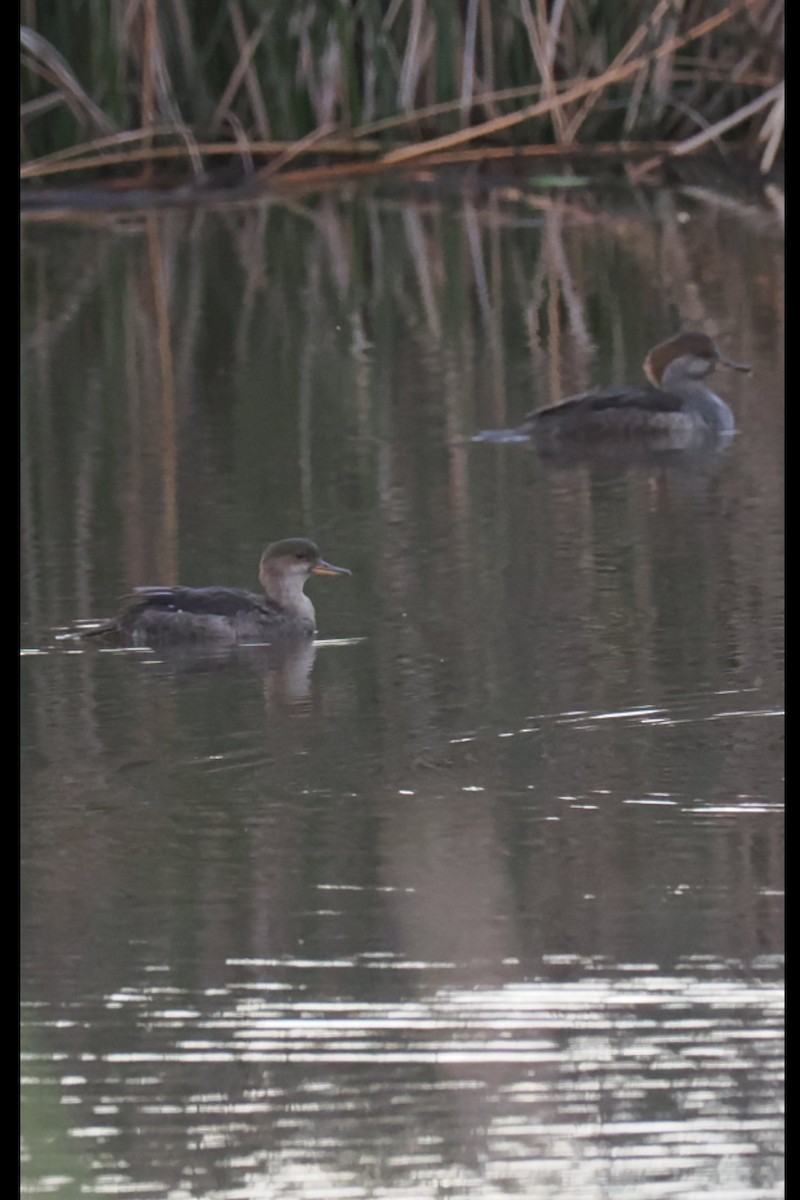 Hooded Merganser - ML642433240