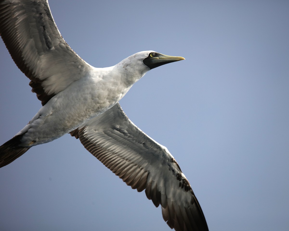 Masked Booby - ML642433242