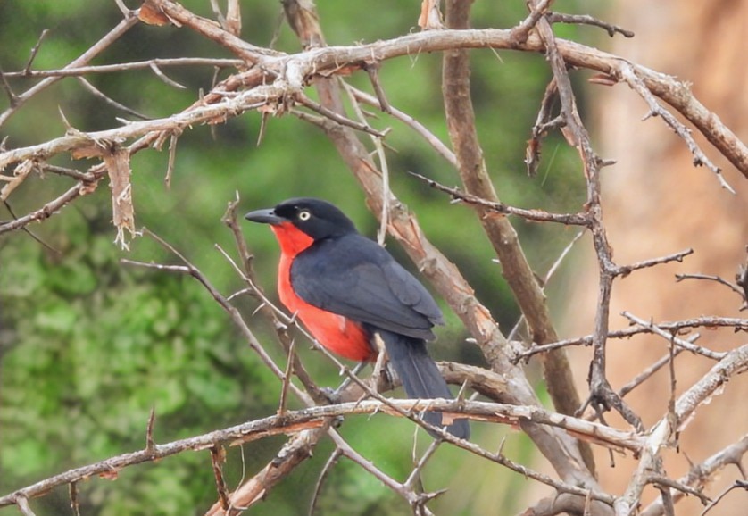 Black-headed Gonolek - ML642433244