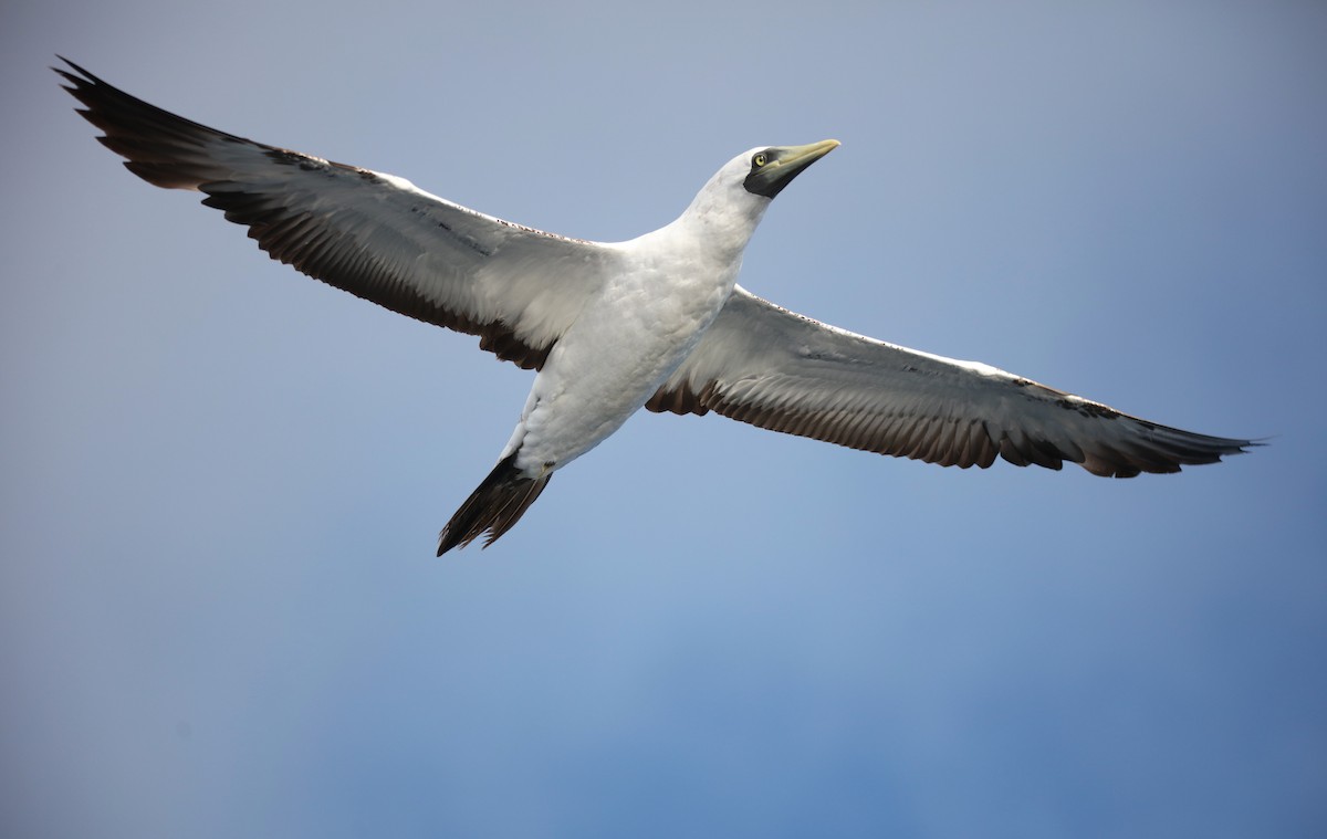Masked Booby - ML642433252