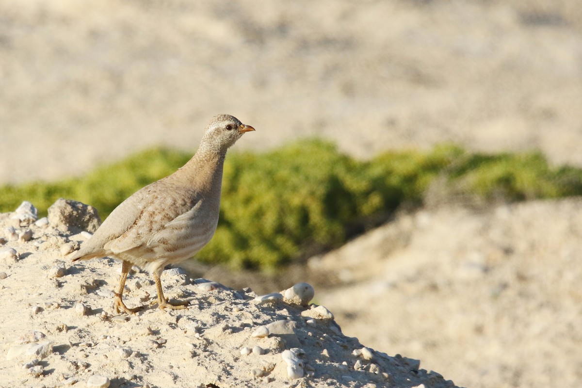 Sand Partridge - ML642433253