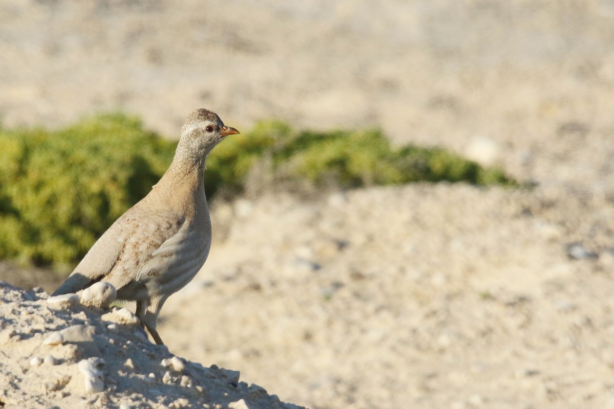 Sand Partridge - ML642433254