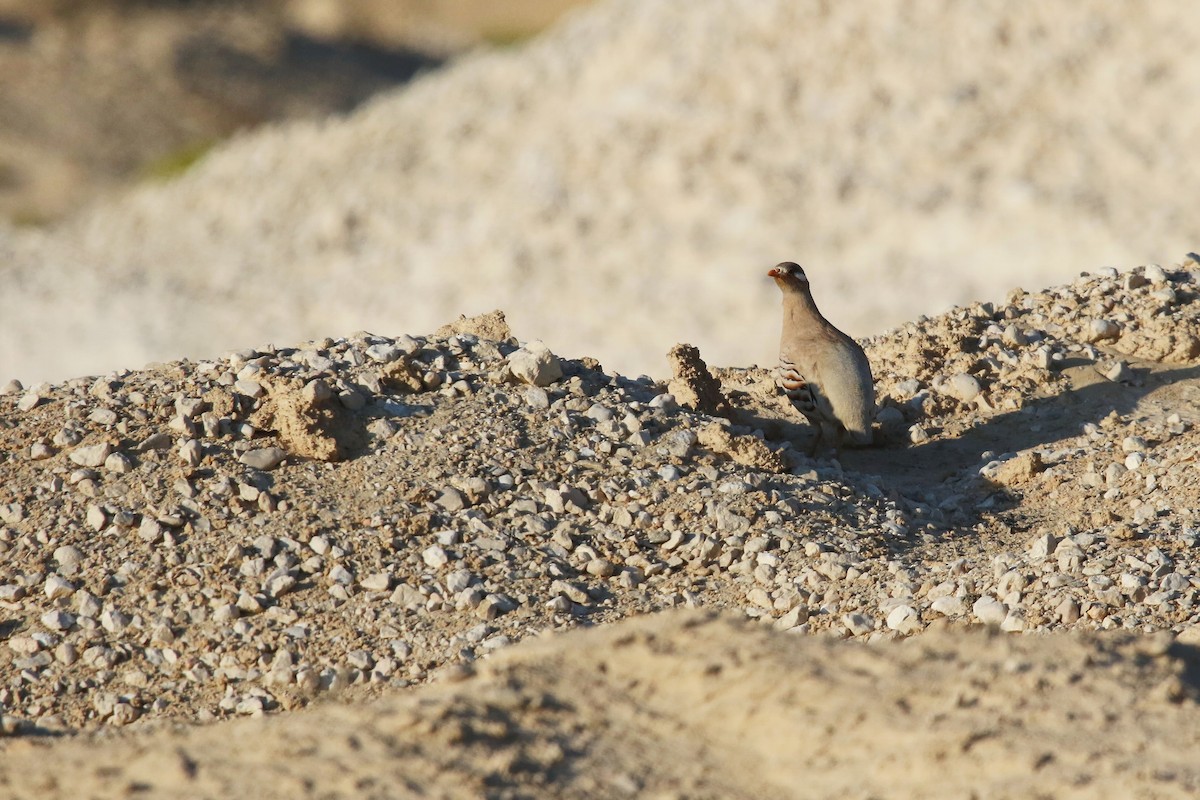 Sand Partridge - ML642433255