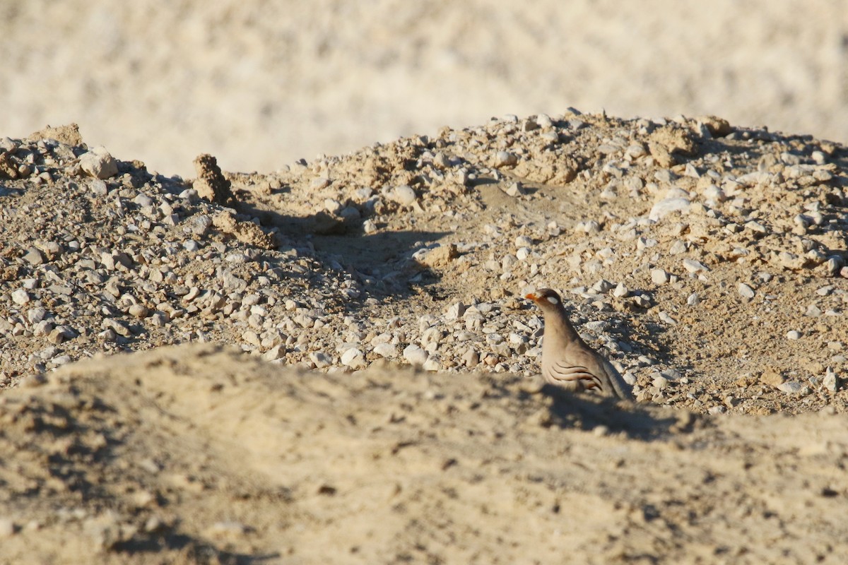 Sand Partridge - ML642433256