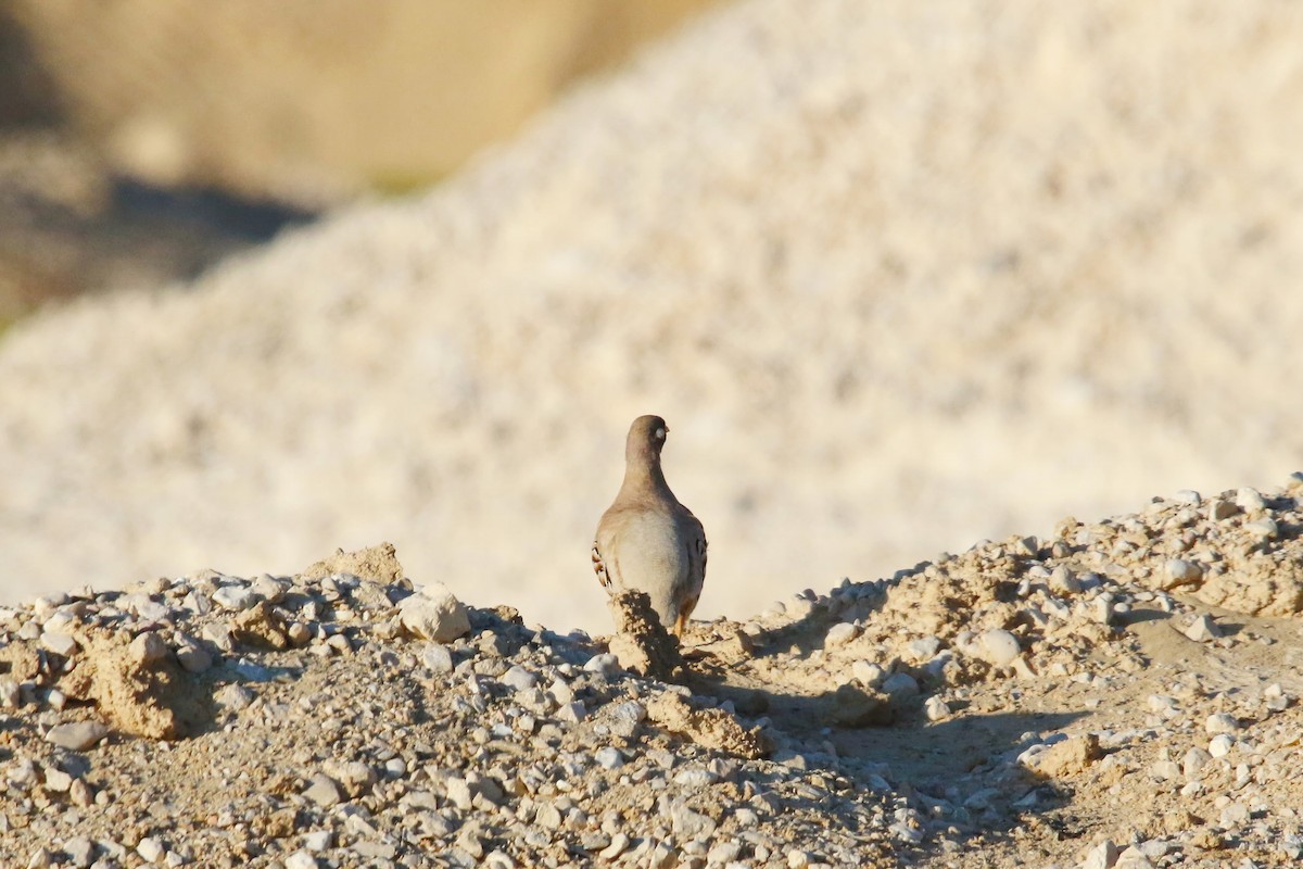 Sand Partridge - ML642433257