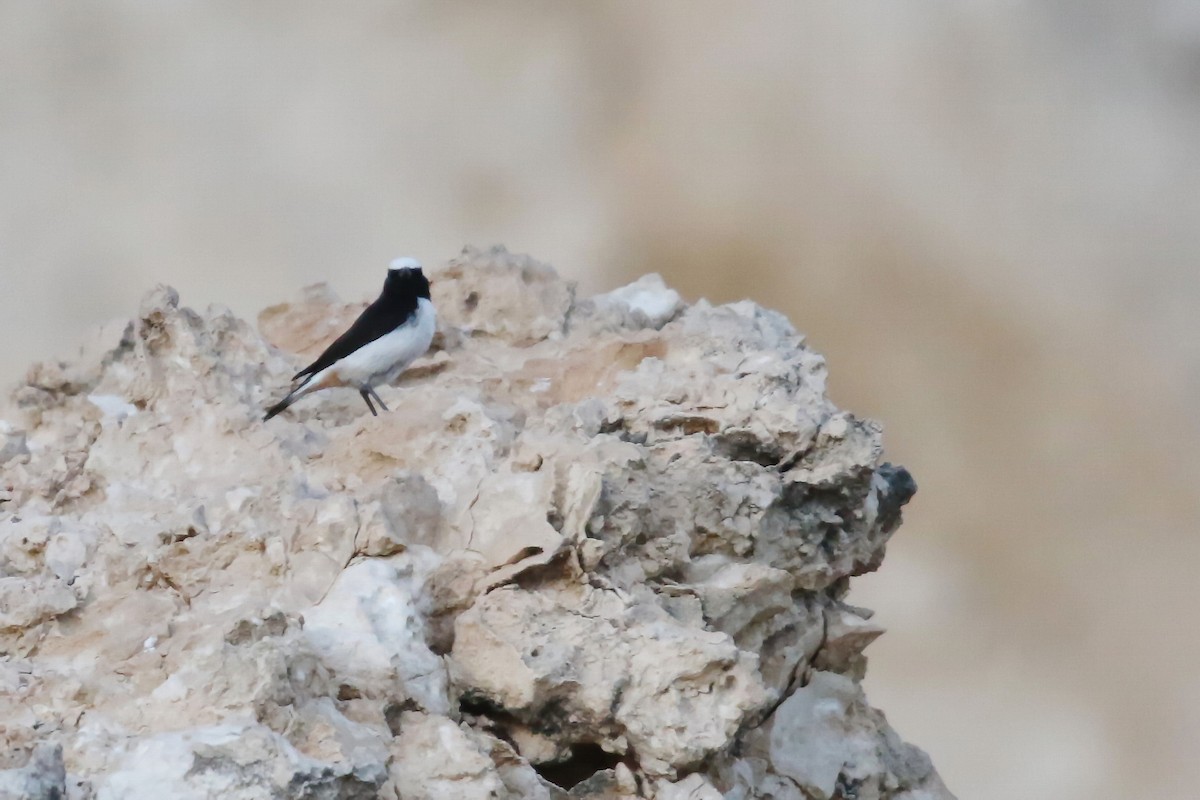 Arabian Wheatear - ML642433278