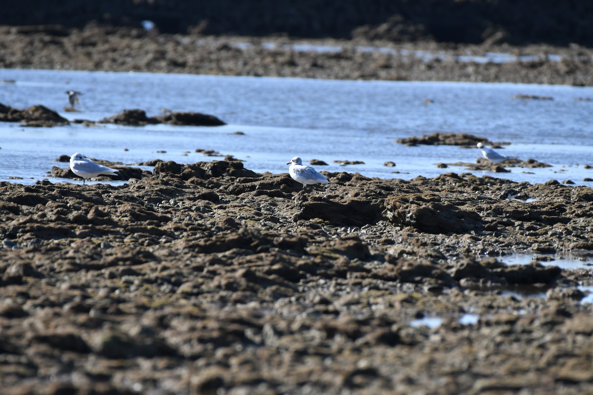 Gaviota Cabecinegra - ML642433287