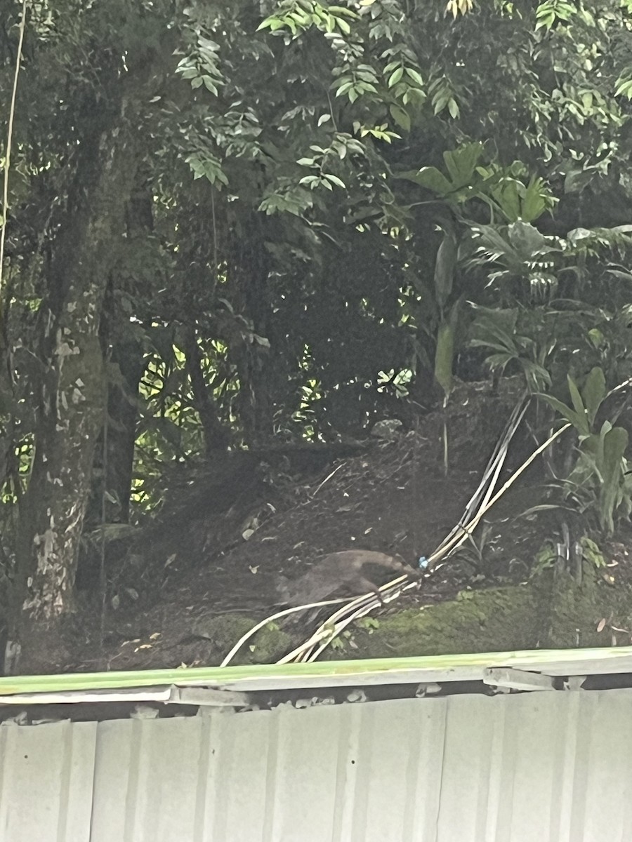 Raccoons, Coatis, and Allies - ML642433295