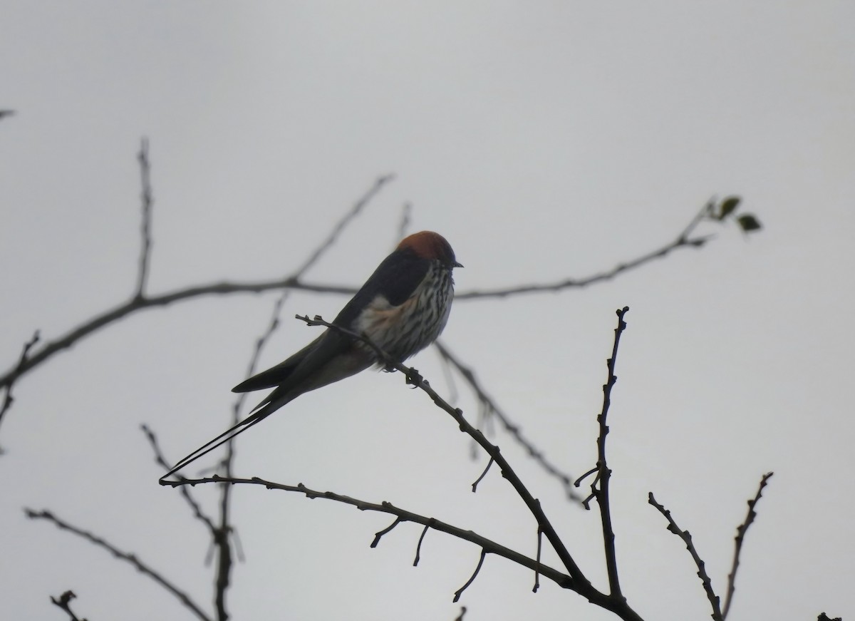 Lesser Striped Swallow - ML642433297