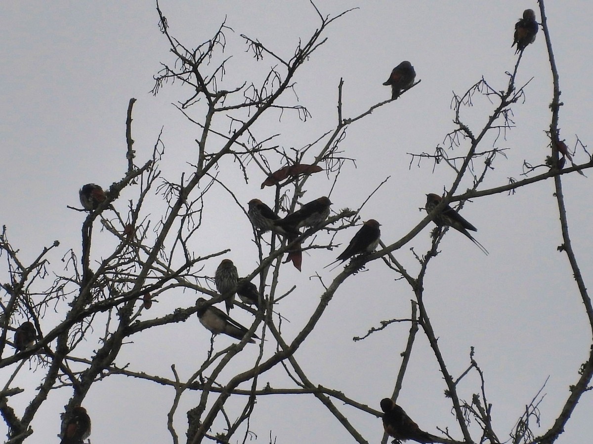 Lesser Striped Swallow - ML642433298
