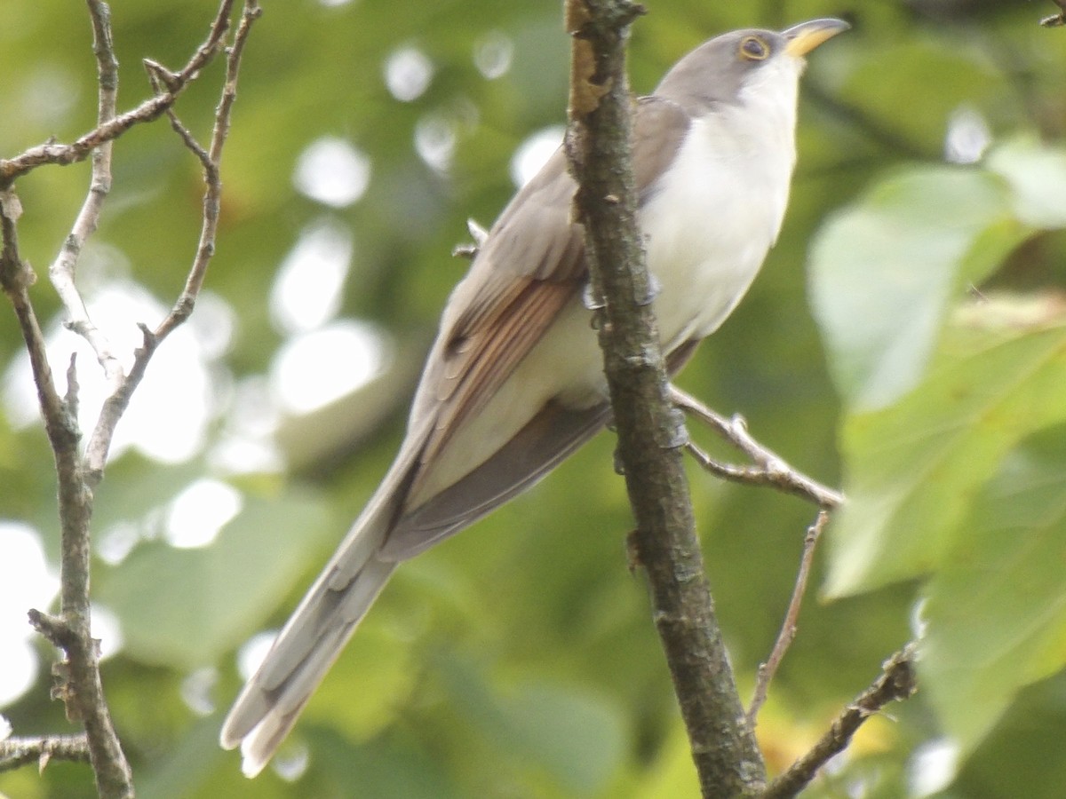 Yellow-billed Cuckoo - ML642433368