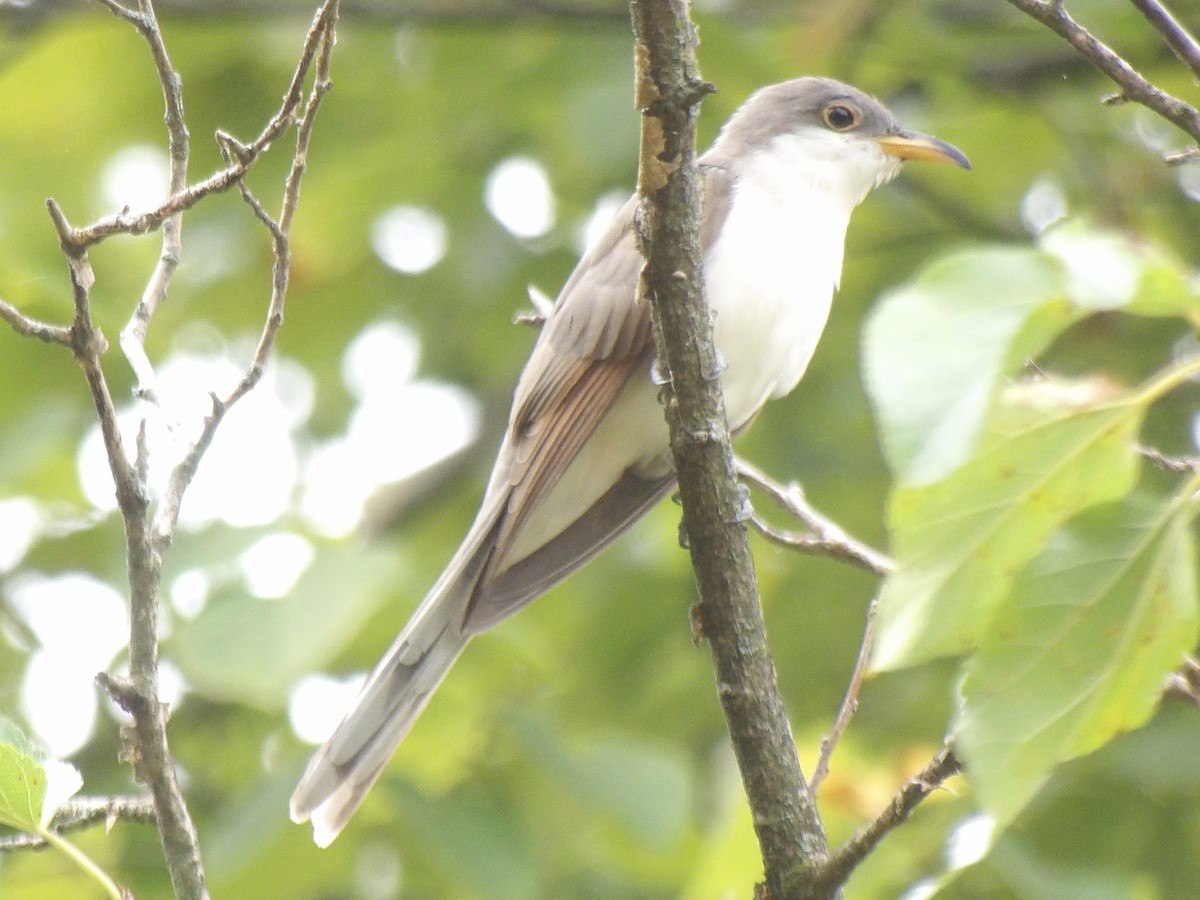 Yellow-billed Cuckoo - ML642433369