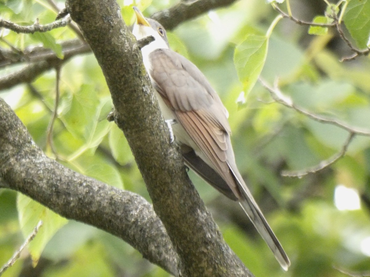 Yellow-billed Cuckoo - ML642433370