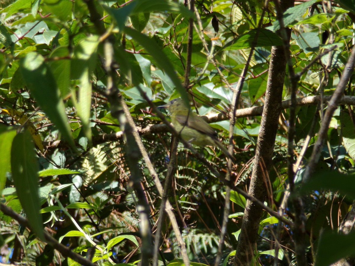 Olive-striped Flycatcher - ML642433379