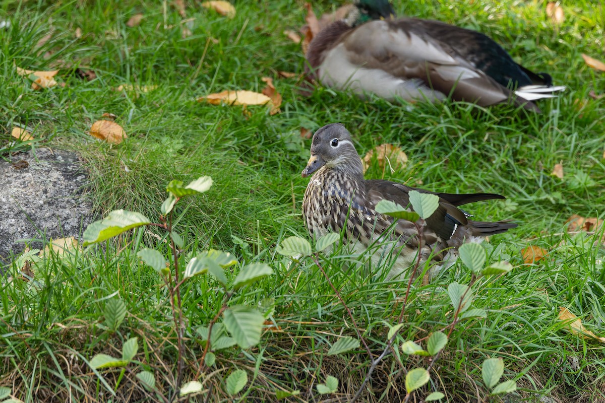 Mandarin Duck - ML642433384