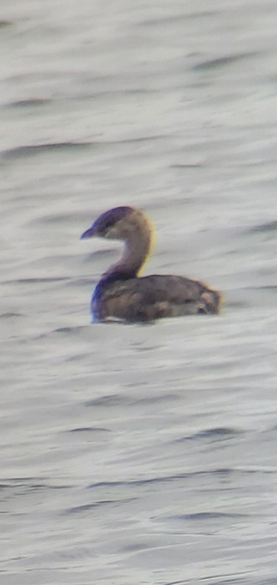 Pied-billed Grebe - ML642433388