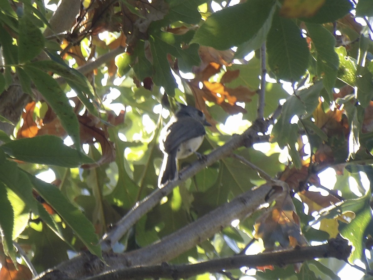 Tufted Titmouse - ML642433408