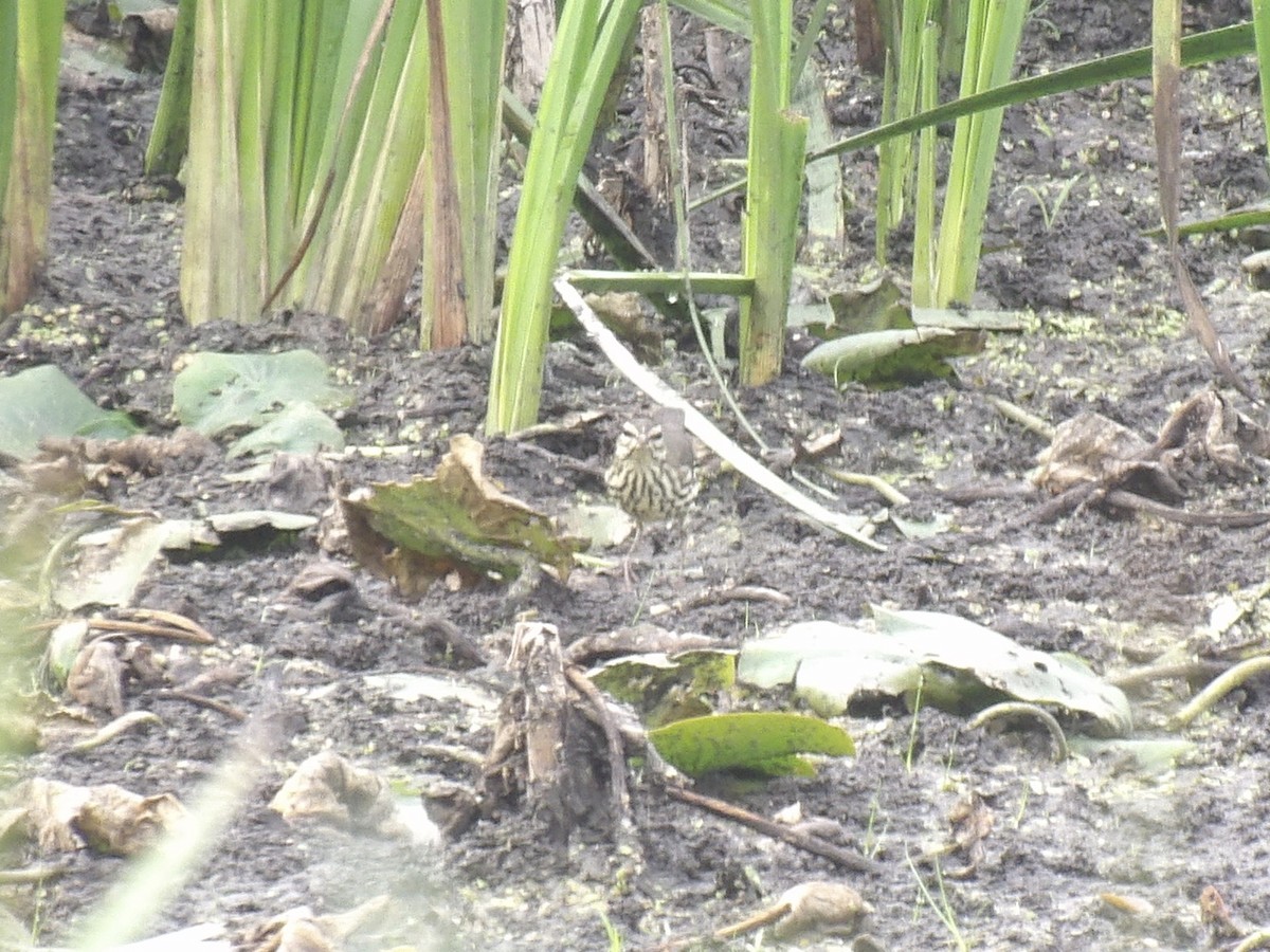 Northern Waterthrush - ML642433417