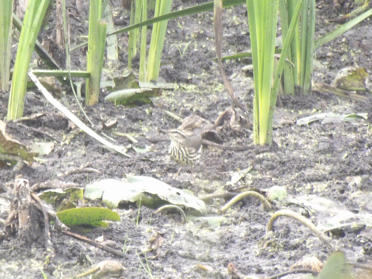 Northern Waterthrush - ML642433418
