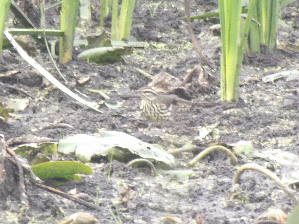 Northern Waterthrush - ML642433419