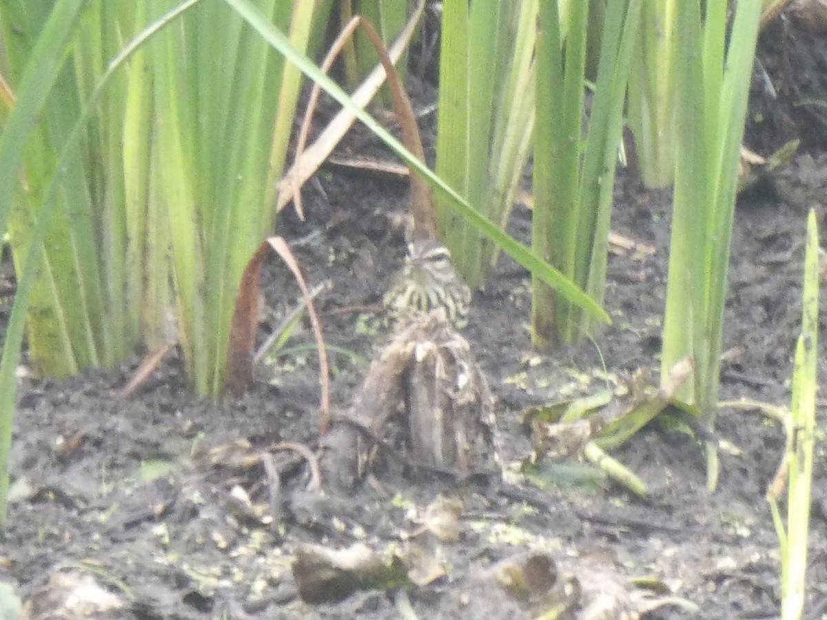 Northern Waterthrush - ML642433420