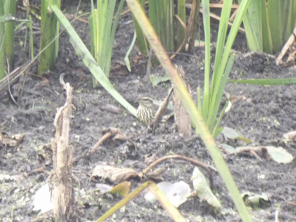 Northern Waterthrush - ML642433421