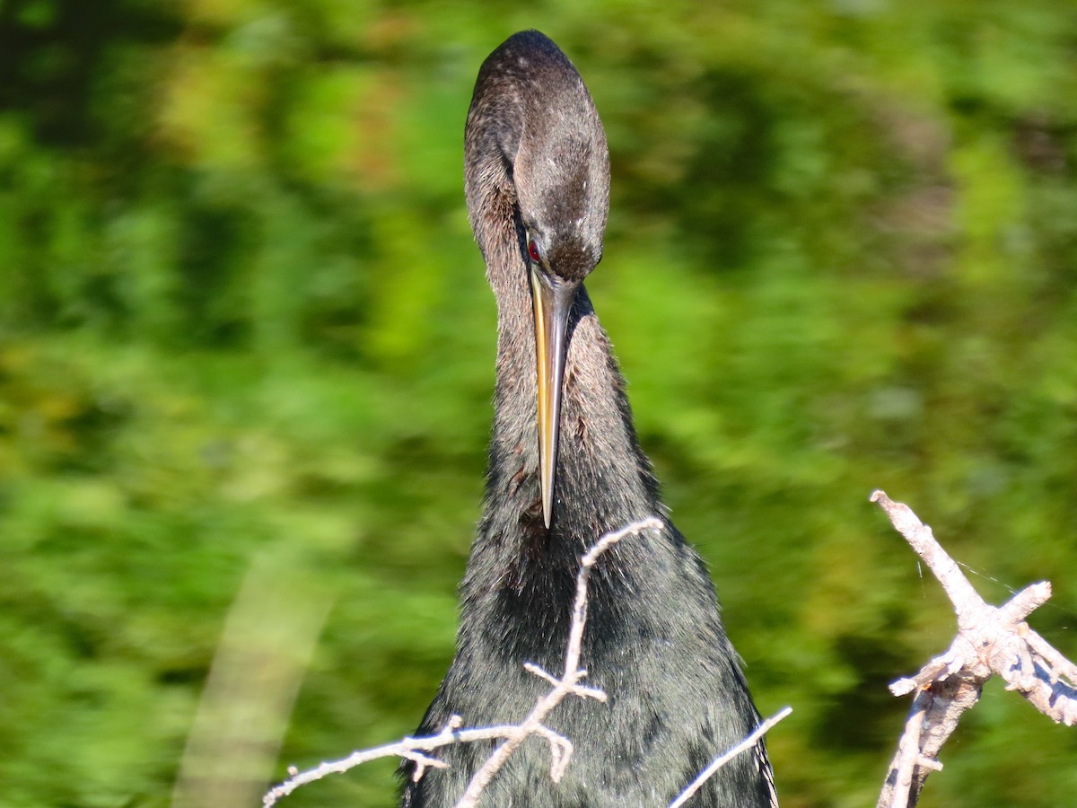 Anhinga - ML642433425