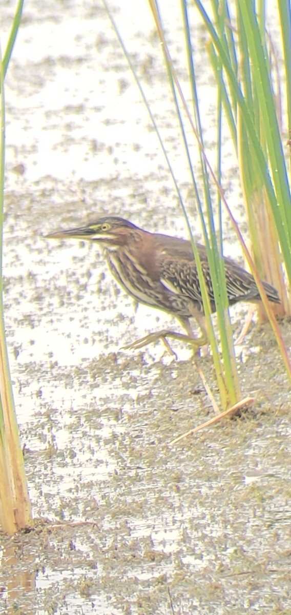 Green Heron - ML642433427