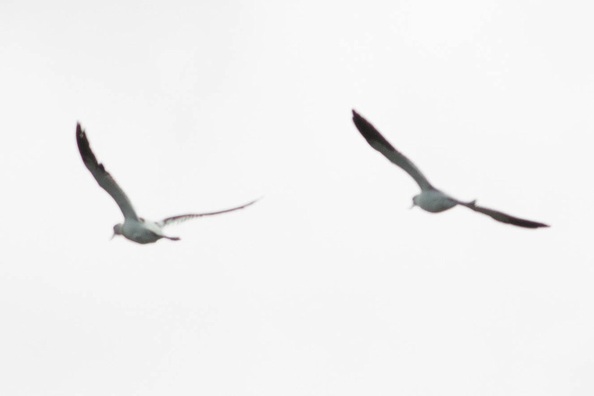 American Avocet - ML642433436
