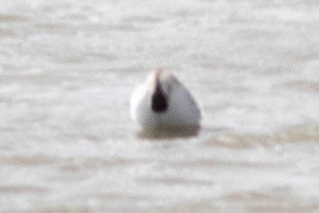 Red-necked Phalarope - ML642433448