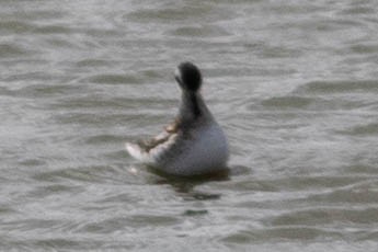 Red-necked Phalarope - ML642433449