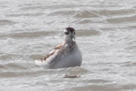 Red-necked Phalarope - ML642433450