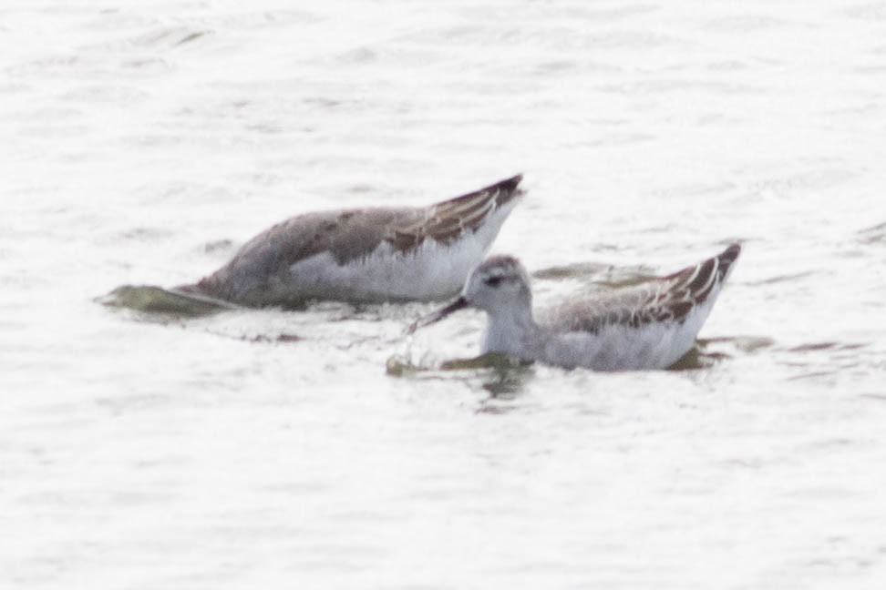 Wilson's Phalarope - ML642433467