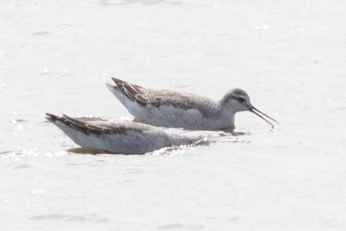 Wilson's Phalarope - ML642433468