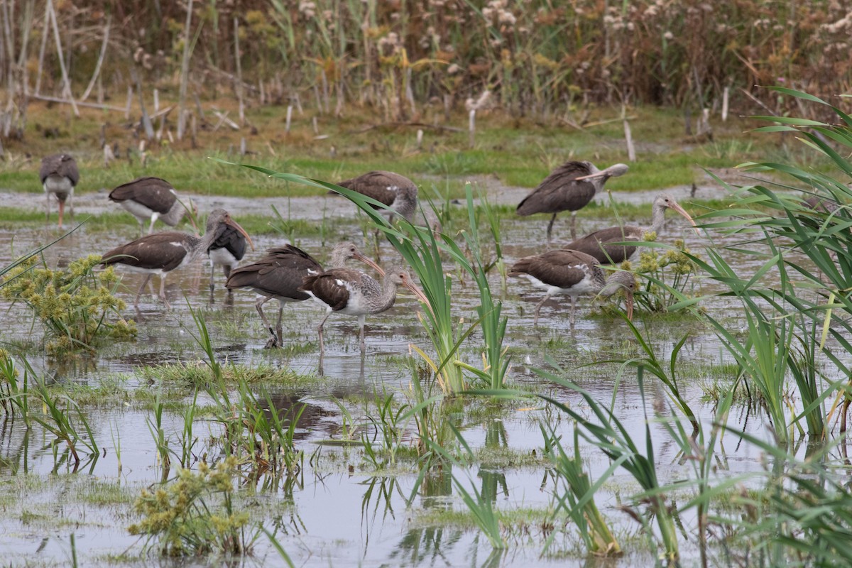 White Ibis - ML642433482