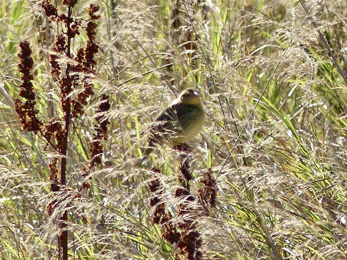 Bobolink - ML642433485