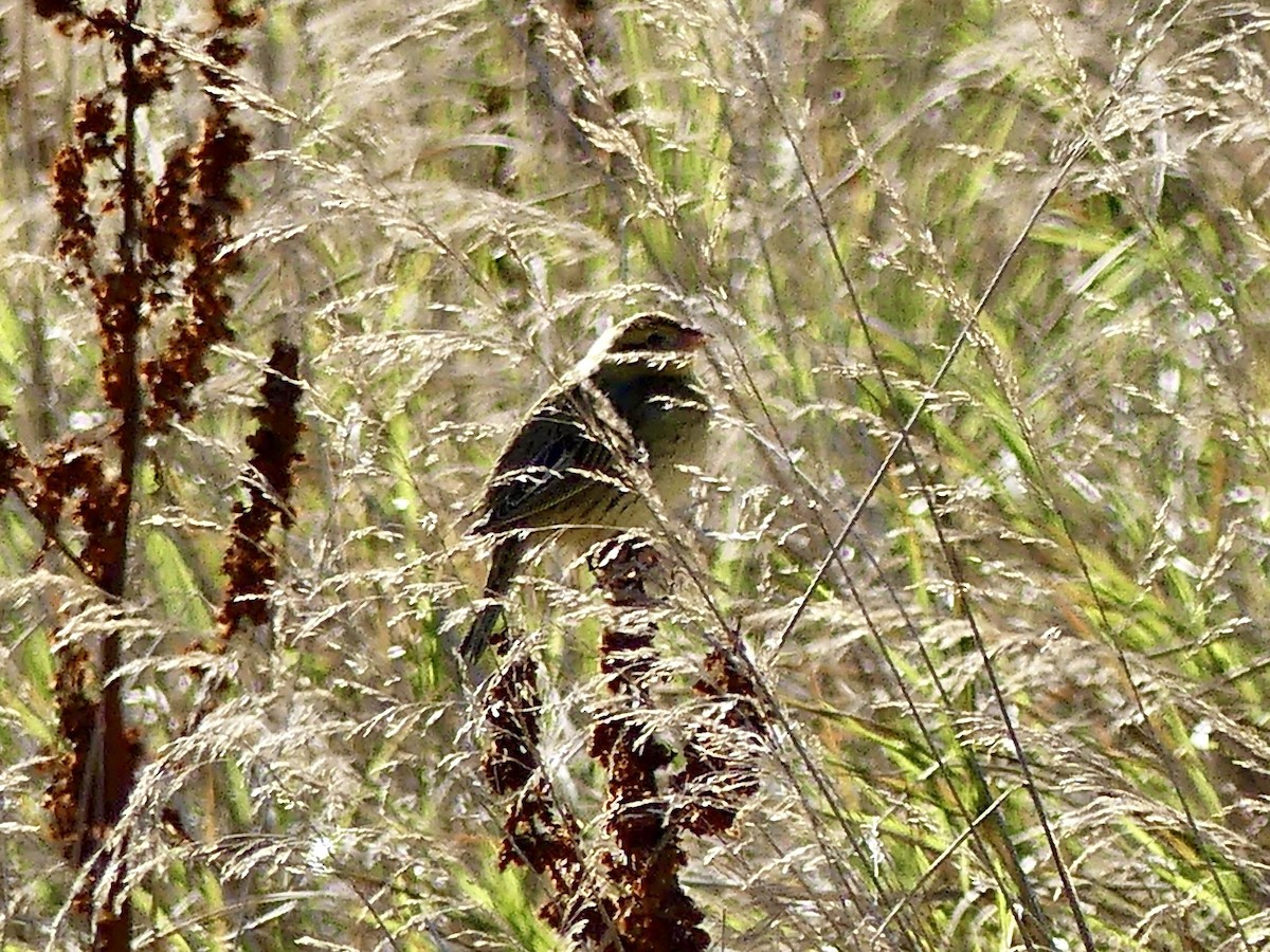 Bobolink - ML642433486