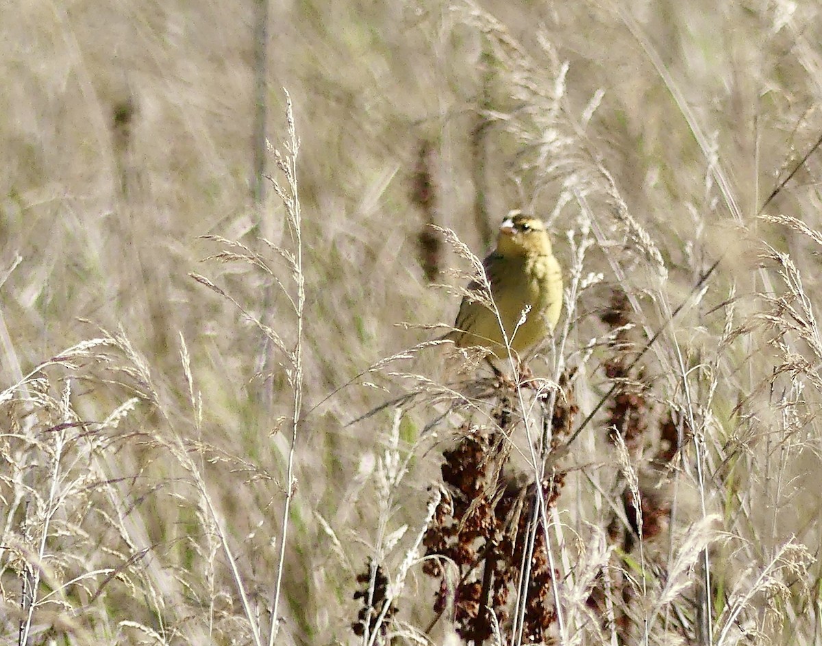Bobolink - ML642433487