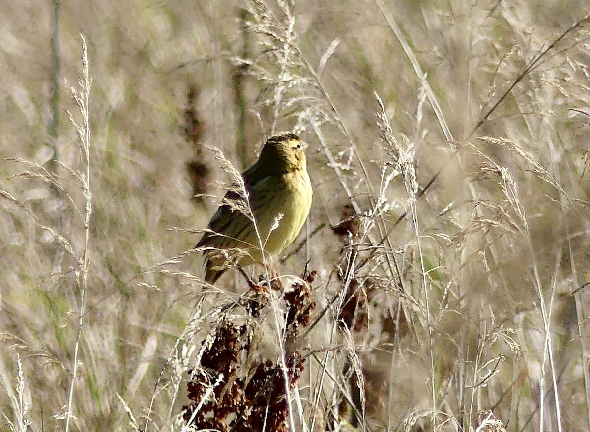 Bobolink - ML642433488