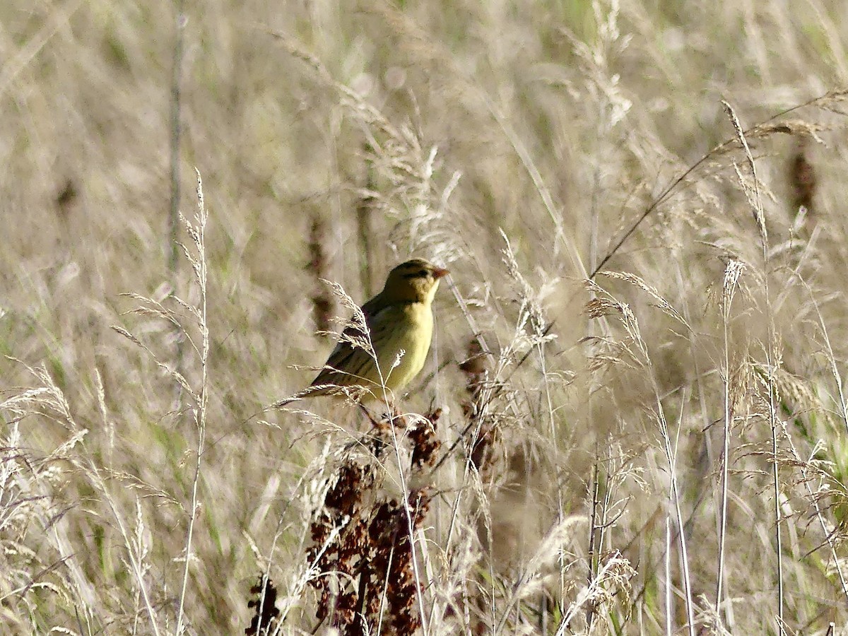 Bobolink - ML642433489