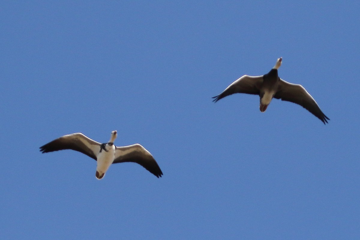 Snow Goose - ML642433547