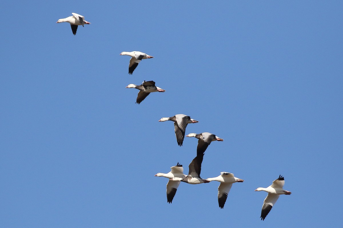 Snow Goose - ML642433550