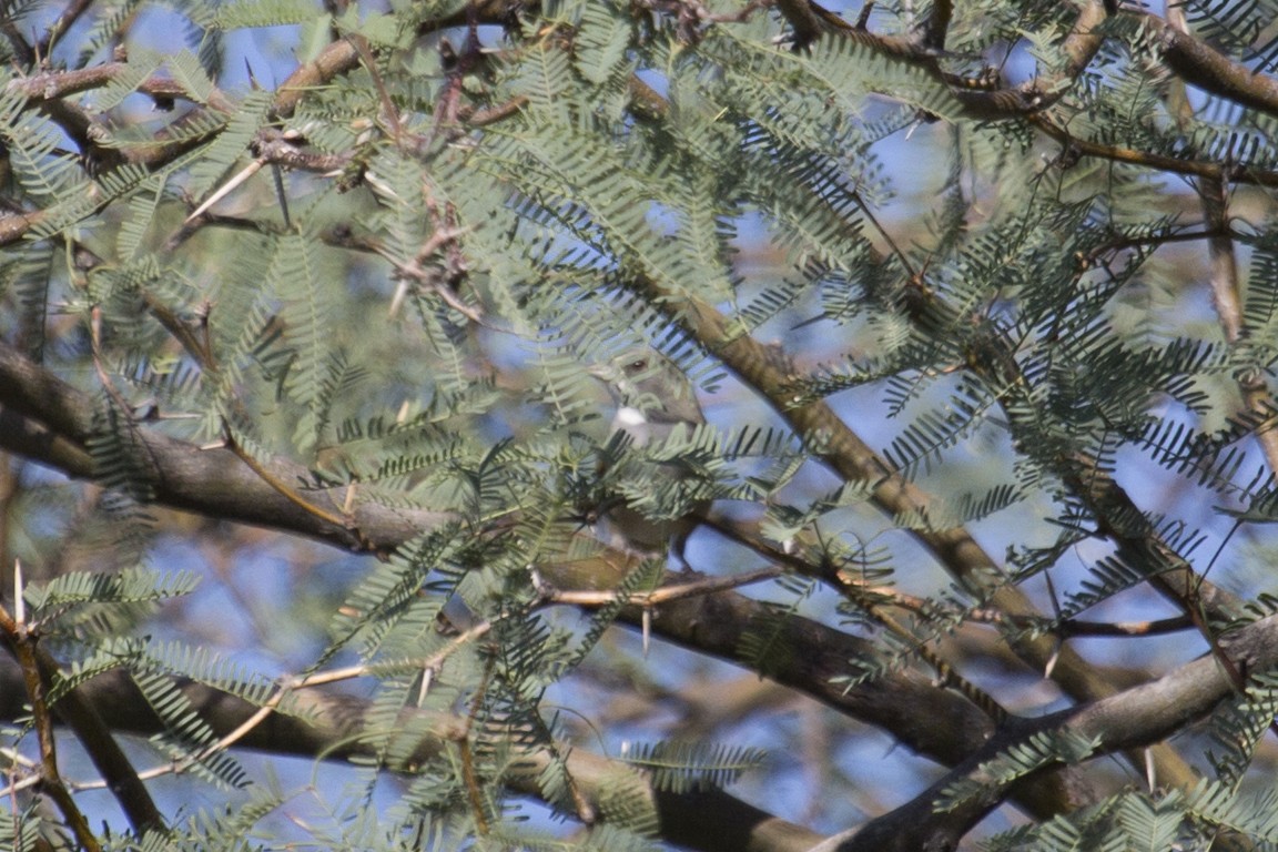 Green-tailed Towhee - ML642433555