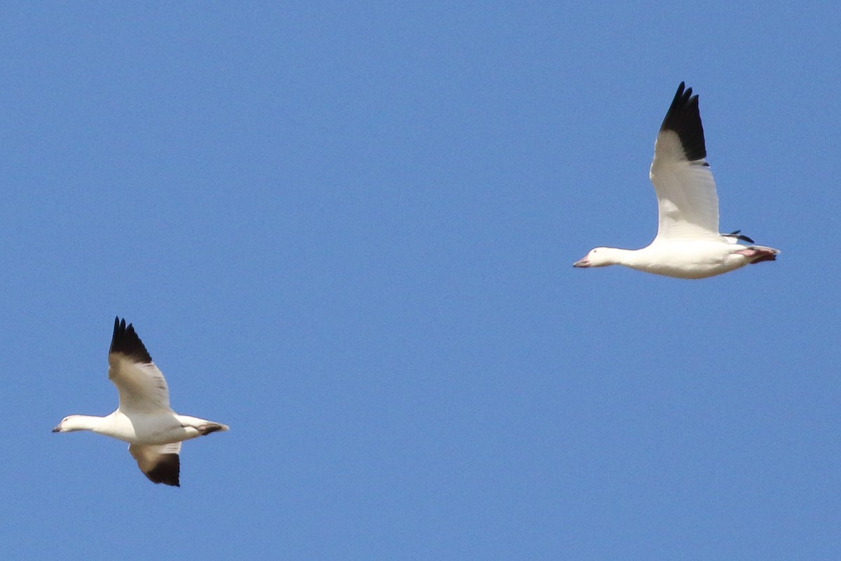Ross's Goose - ML642433556