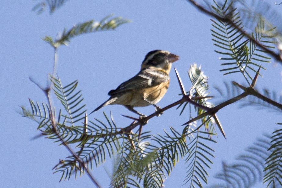 Black-headed Grosbeak - ML642433564